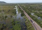 Áreas alagadas no Pantanal diminuíram 75% em 40 anos; 2024 foi o mais seco da história