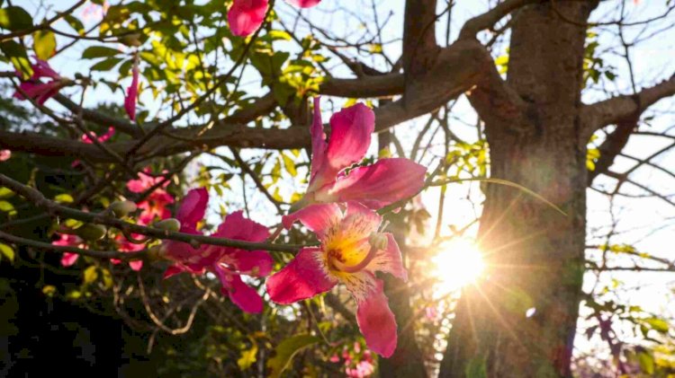 Primavera se despede com calor e chuva em Mato Grosso do Sul